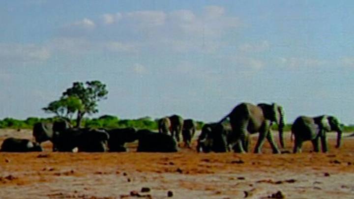 Ученые бьют тревогу: в Африке по неизвестным причинам погибли сотни слонов
