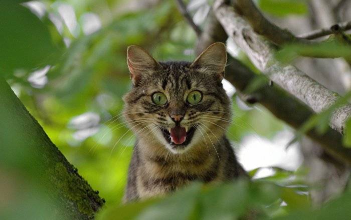 Кот может слезть с дерева сам: спасатели просят не вызывать их напрасно