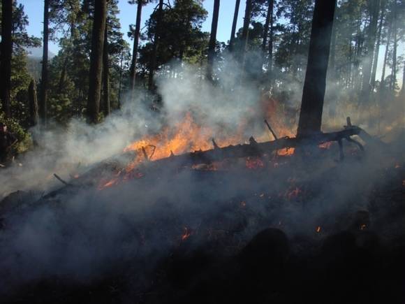 В Приангарье введен режим ЧС из-за лесных пожаров