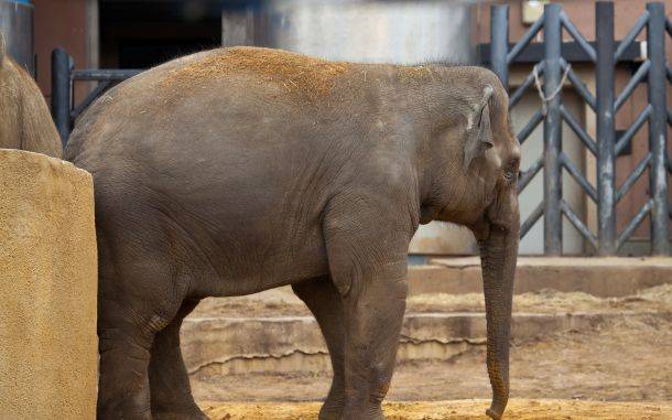 «Слоновник» в Московском зоопарке закроют 30 июля