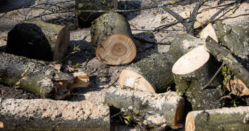 В Балтийске упавшее возле детсада дерево повредило легковушку