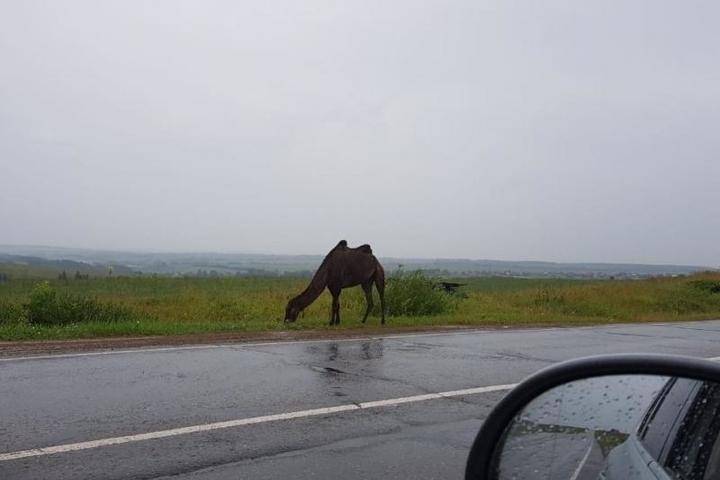 Гуляющих верблюдов заметили около деревни Бураново