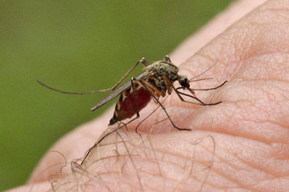 В России началось нашествие агрессивных комаров