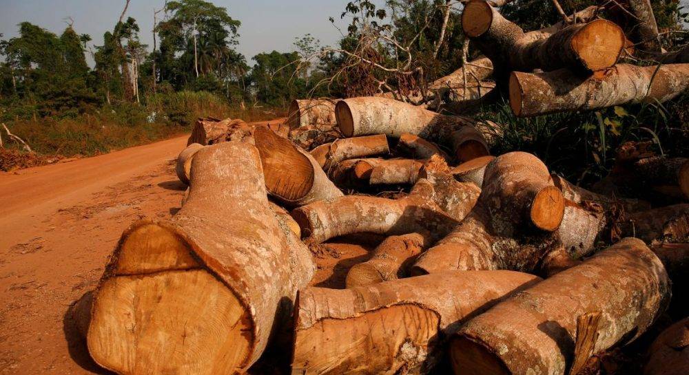 Политолог объяснил, почему некоторые экологи "не замечают" вырубку деревьев в Карпатах