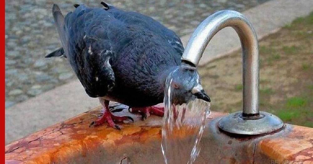 Сильная жара и засуха привели к дефициту воды в Геленджике