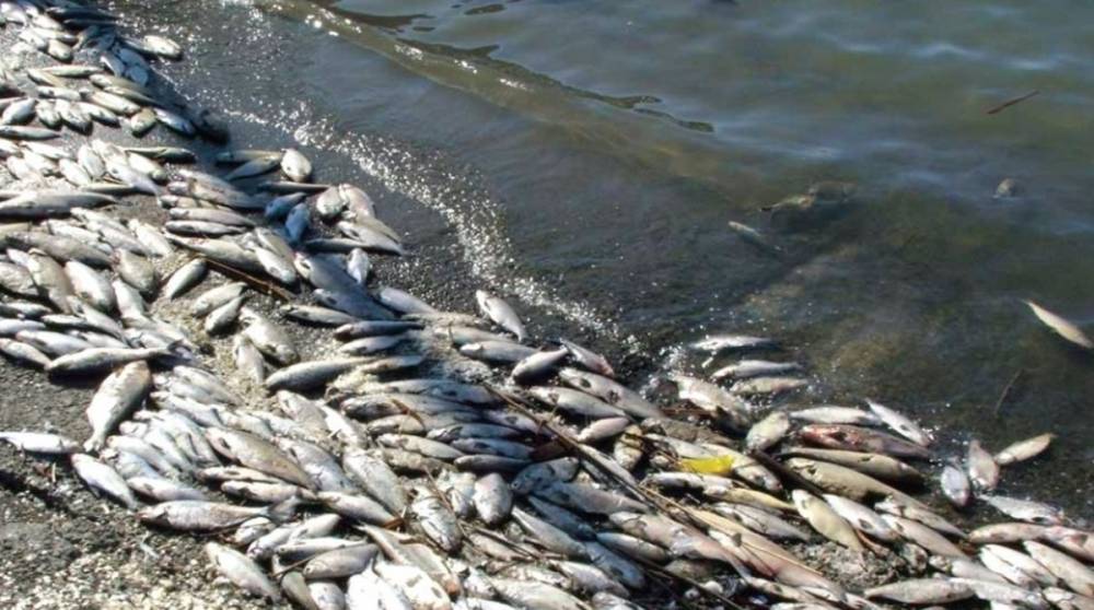 В Николаевской области выявили массовый мор рыбы