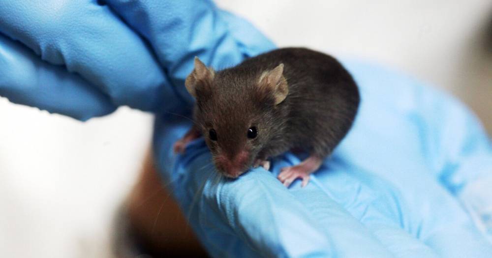 Материнский инстинкт отучил крыс от наркотиков
