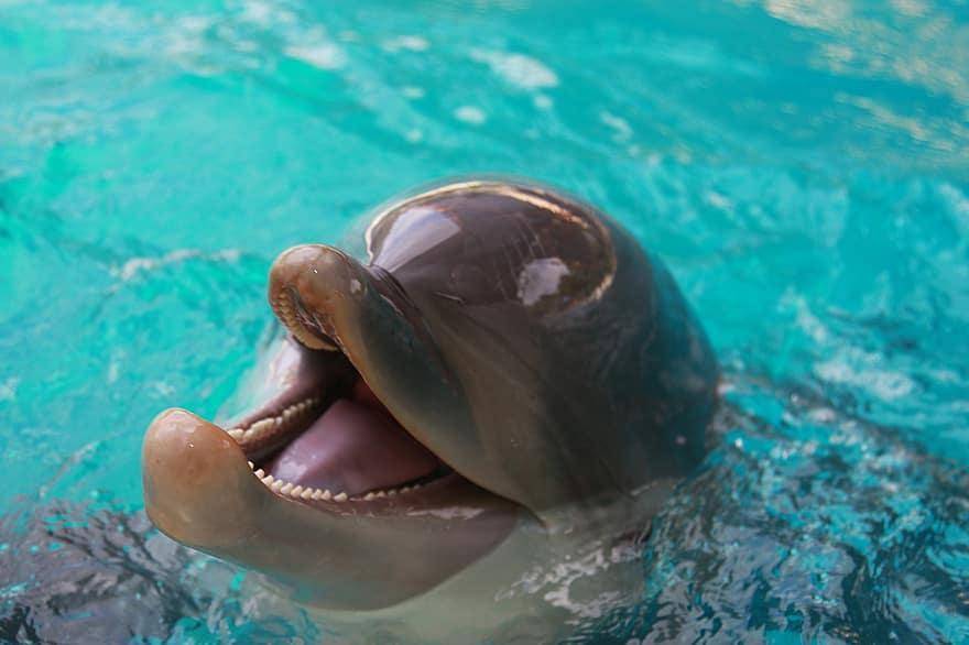 В Индии рыбак спас из сетей редкого гангского дельфина