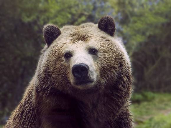 На берегу Байкала медведь загрыз туристку
