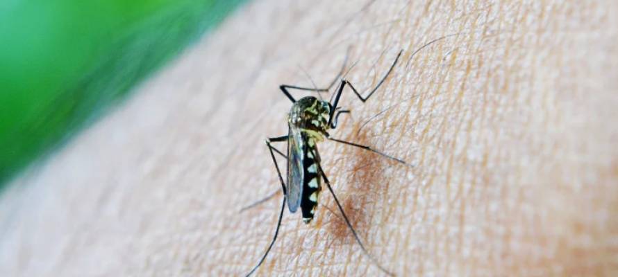 Россиянам рассказали об опасности комариных укусов
