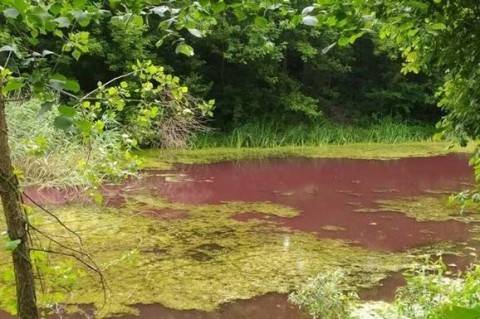В Черниговской области водоем стал розовым по неизвестным причинам