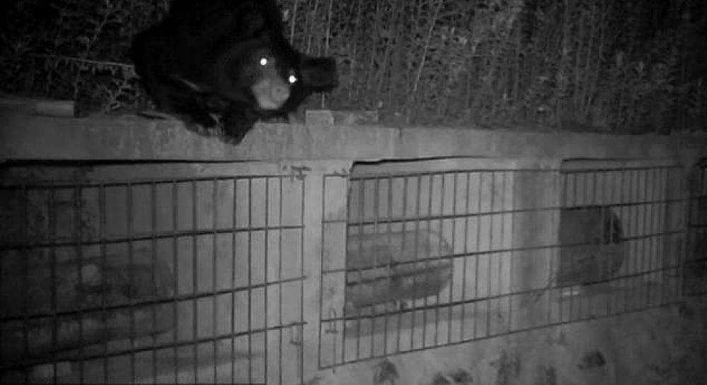 В Китае медведь-воришка, воровавший ночью мед на пасеке, попал на камеру (фото, видео)