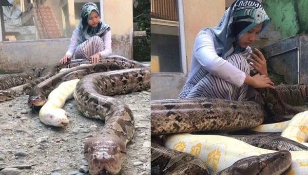 14-летняя индонезийка держит в качестве домашних животных 6 гигантских питонов