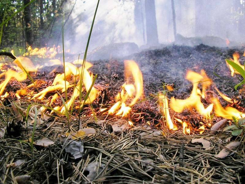 В Томской области горят леса на площади 1,1 тысяч га