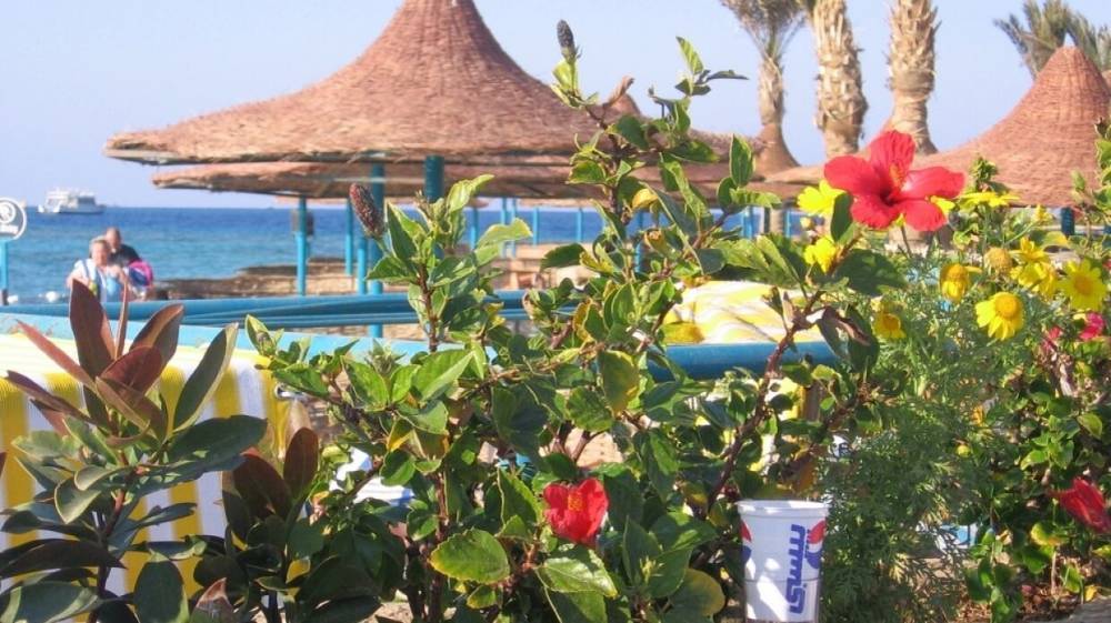 В АТОР подсказали россиянам способ попасть на курорты Египта