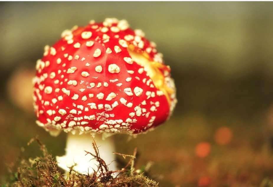 Диетолог раскрыла шокирующую правду о лесных грибах