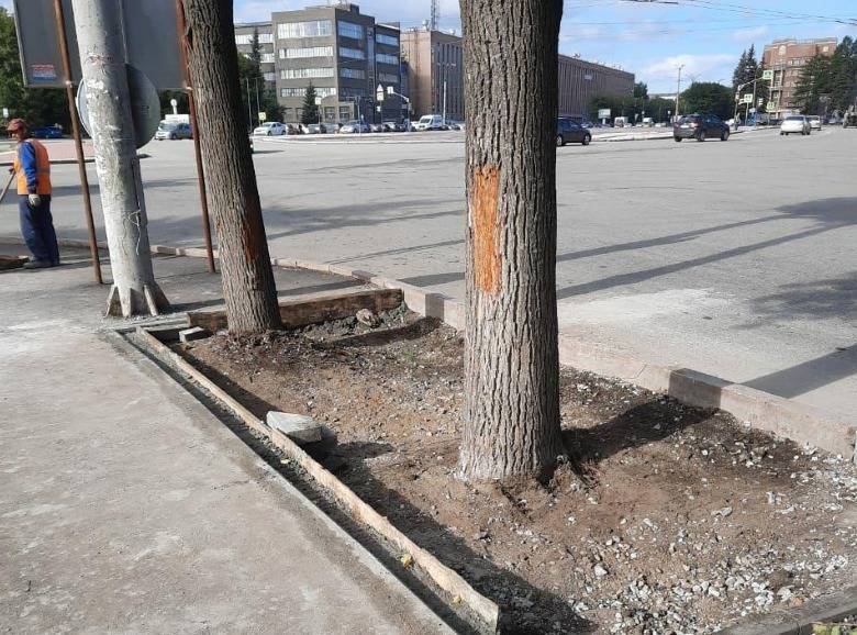 Дорожники освободили деревья, закатанные в асфальт во время ремонта тротуара на Уралмаше
