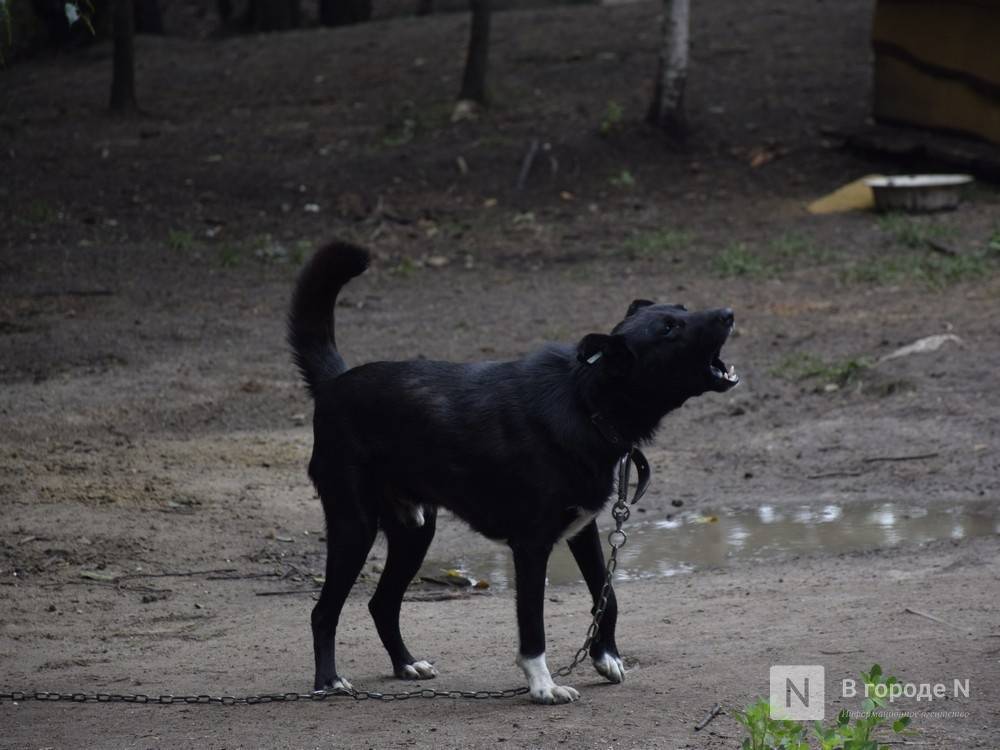 Бездомная собака укусила ребенка за лицо в Дзержинске