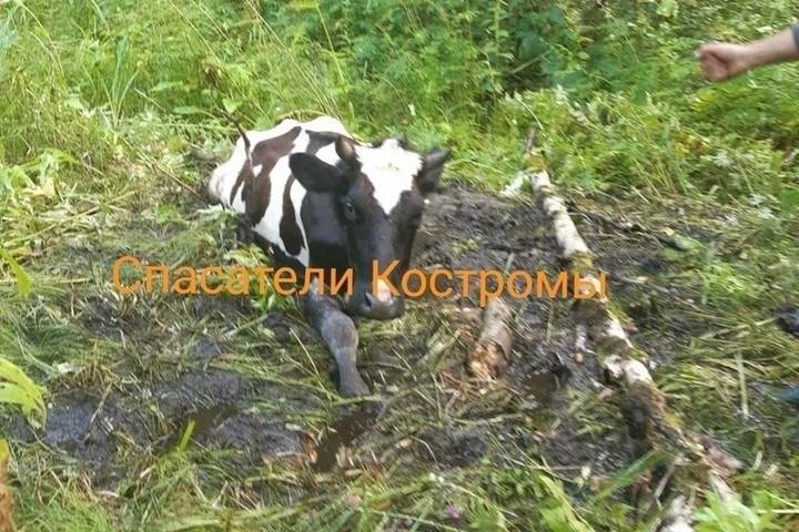 Будни костромских спасателей: детей в лесу нашли, корову из болота вытащили