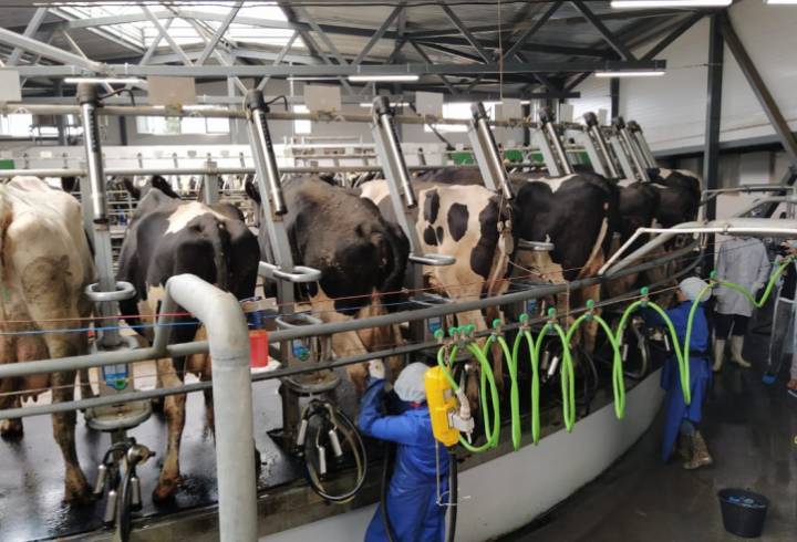 В Тосненском районе модернизированное оборудование позволит производить больше молока