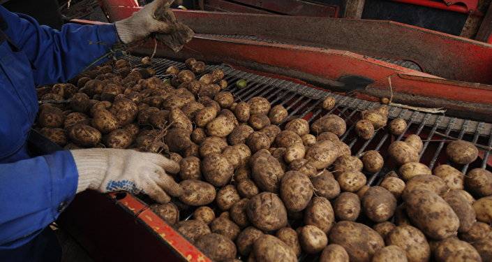 Фитофтора и капризная погода подкосили урожай: подорожает ли картофель в Латвии