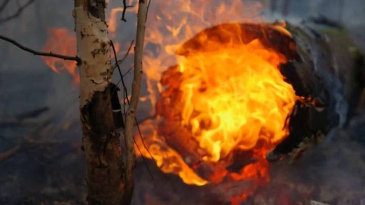 За сутки в России ликвидировано 53 лесных пожара на площади свыше 6 тысяч гектаров