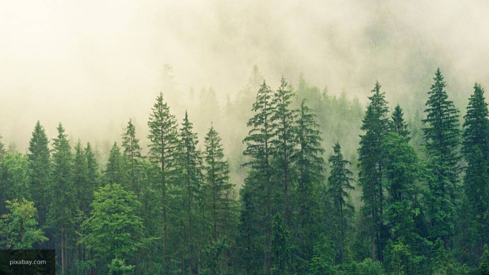Подсчитана стоимость российского леса