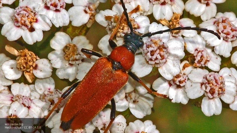 Ученые нашли в московском парке краснокнижных жуков