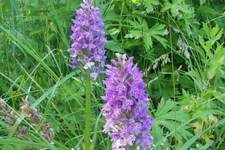 В парке в Тверской области нашли редкую орхидею