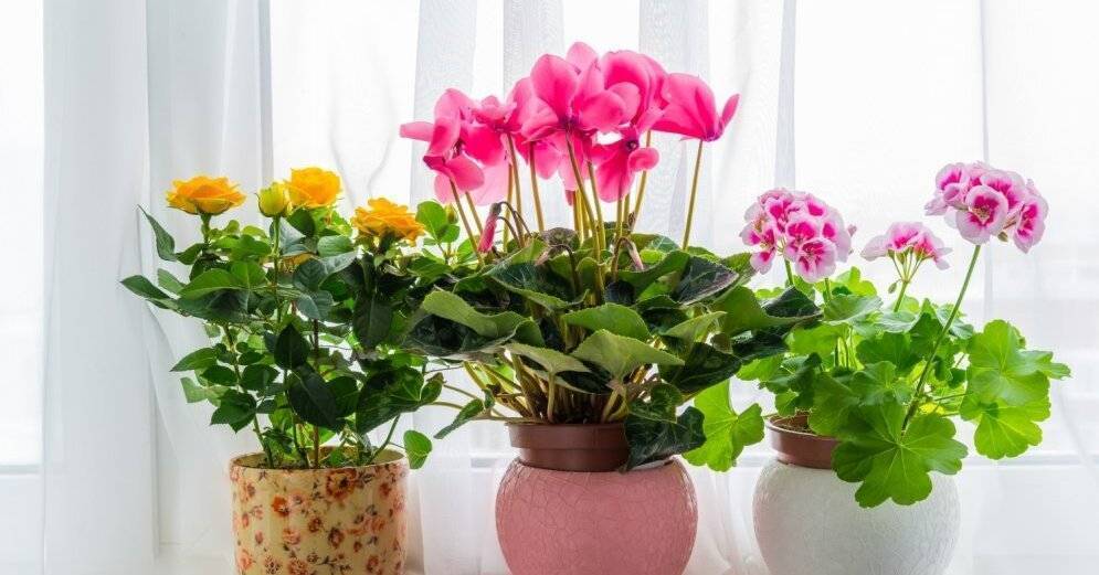 Чужой в доме: какие комнатные растения можно принимать в дар, а какие — нет