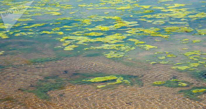 В Балтэзерсе размножились сине-зеленые водоросли