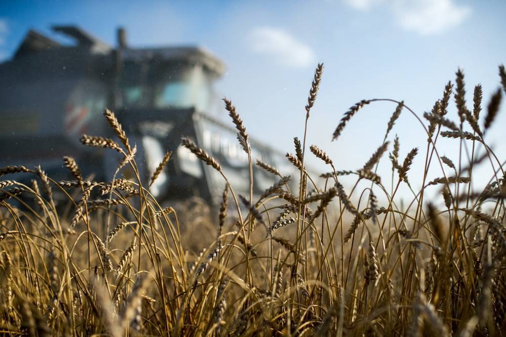 Россия вытесняет ЕС с рынков благодаря большому урожаю пшеницы