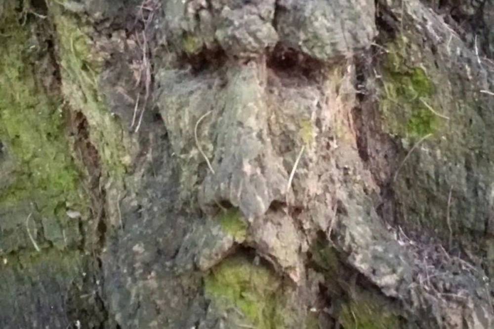 В московском лесу обнаружено дерево с лицами: «Смотрится жутковато»