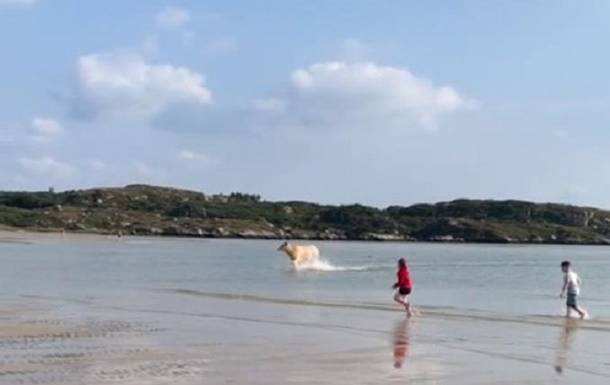 Отдыхающих на пляже в Ирландии ошеломила корова выплывшая из моря - Cursorinfo: главные новости Израиля