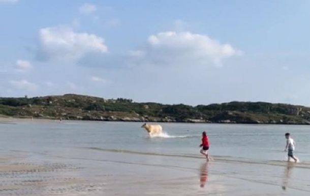 Отдыхающих на пляже в Ирландии ошеломила корова выплывшая из моря – Cursorinfo: главные новости Израиля