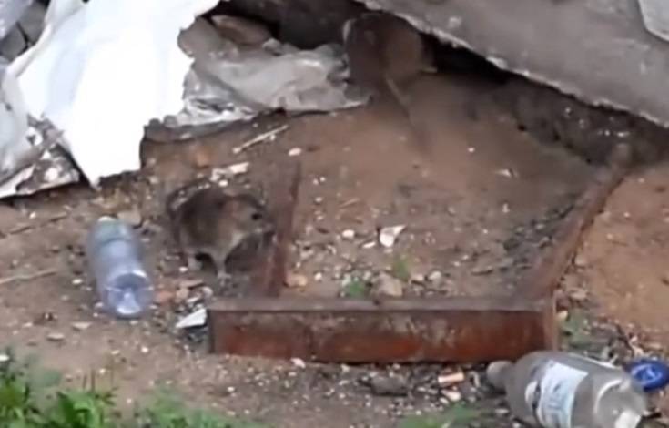 Днепрян предупреждают о нашествии крыс, кадры: как бороться с грызунами в жилых домах