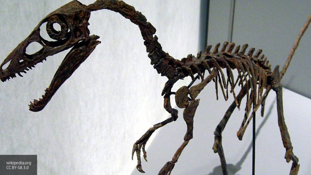 Ученые США объяснили причину гигантского веса динозавров