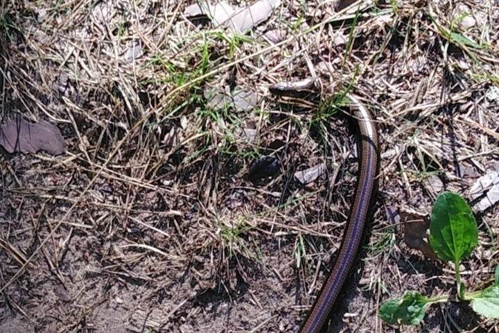 В Тверской области не утихают споры о змее, которая оказалась ящерицей
