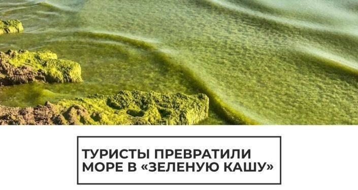 "Бродячие водоросли": воды Черного моря превратились в "зеленую кашу" в разгар сезона
