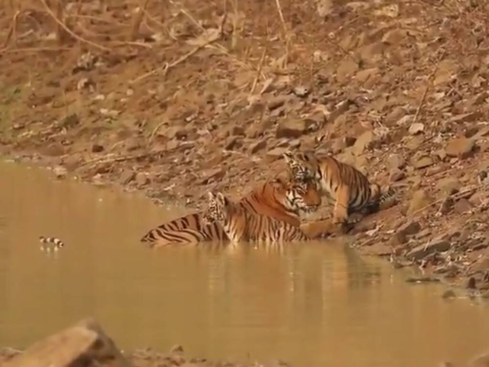 В Индии путешественник сфотографировал «пикник» семьи тигров у водоема