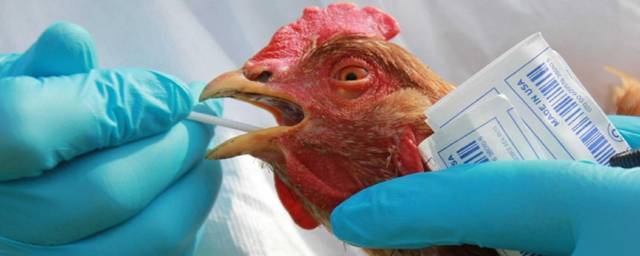 В нескольких районах Омской области выявили птичий грипп