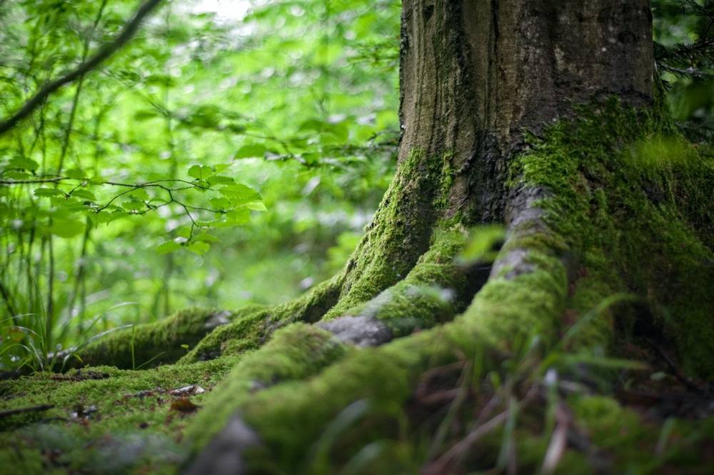 В лесу найдено тело пропавшего грибника из Башкирии