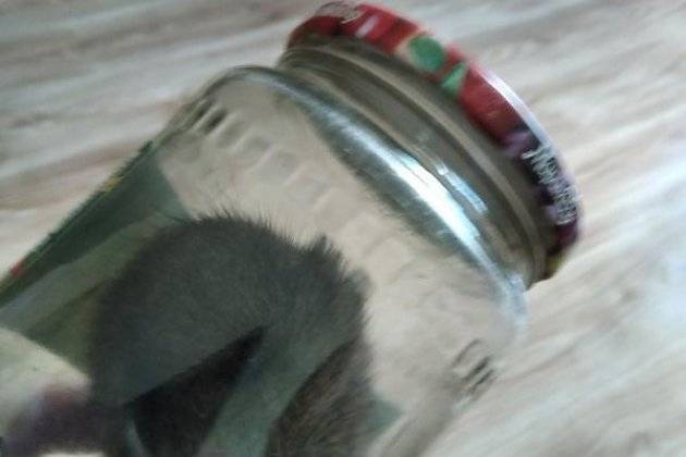 Жильцы квартир поймали в банку бегавшую по дому крысу в Чите