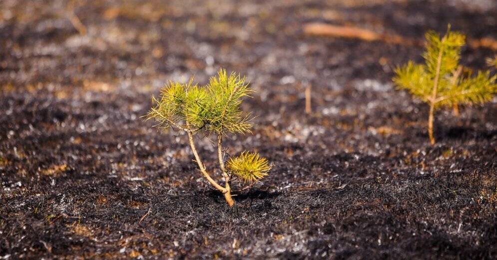 В отдельных районах Латвии сохраняется высокая пожароопасность в лесах