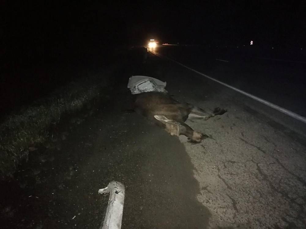 Под Первоуральском машина сбила лося: водитель и животное погибли