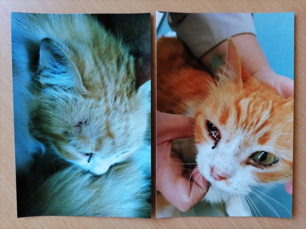 В Тверской области соседи избили кота, который гадил в подъезде - полиция не стала возбуждать дело