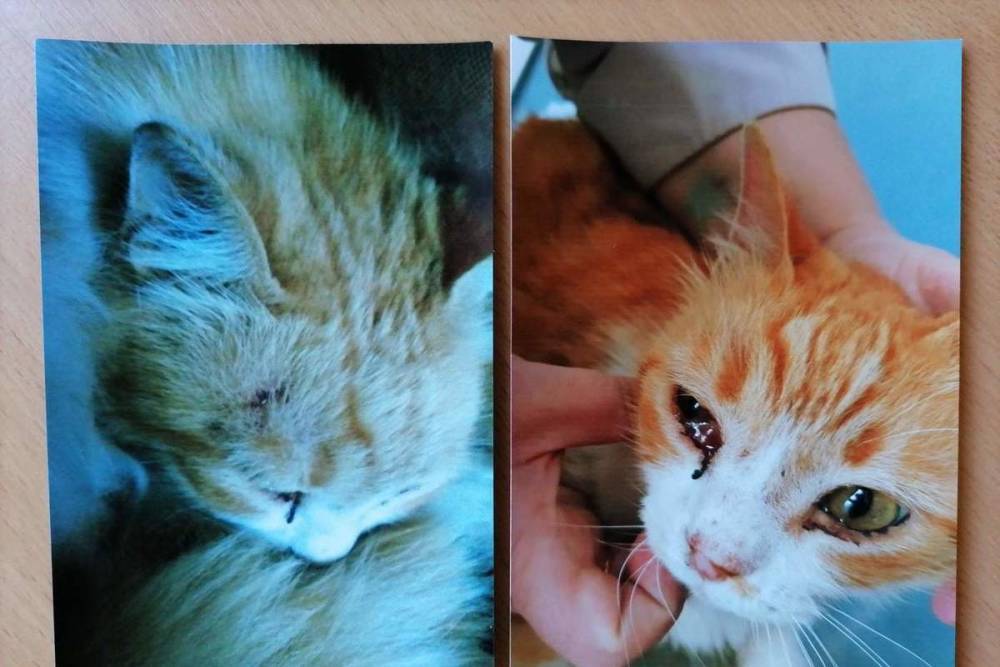 Жительница Тверской области положила в пакет и избила кота, который гадил в детские коляски