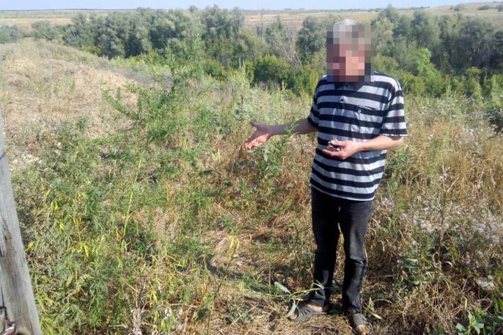Житель Волгоградской области подозревается в хранении марихуаны