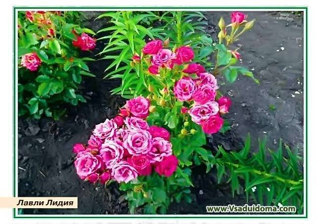 Розы спрей (букетные) названия и описание сортов