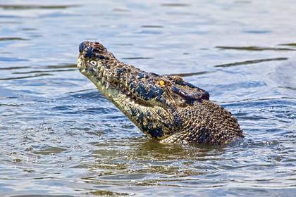 Крокодил откусил ногу рыбаку
